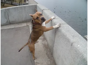 Собака на набережной